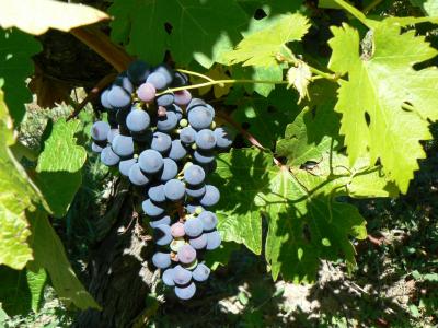 grappes de cabernet franc