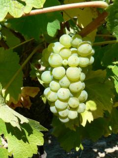 grappe-sauvignon-02092013.jpg