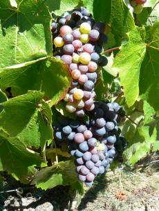 grappes-grolleau-dene-02092013.jpg