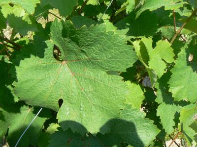 Feuille de Chenin