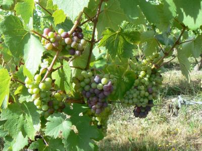 Début de veraison grappes de Cabernet Franc