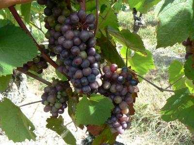 Grappe de Gamay noir en cours de veraison